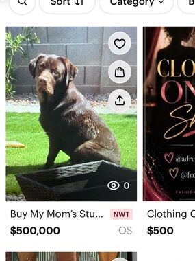 Chocolate Brown Labrador Dog Photo